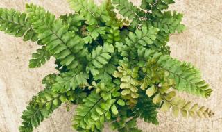 陶粒一般在哪买