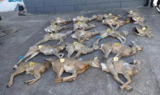 什么动物最吓人