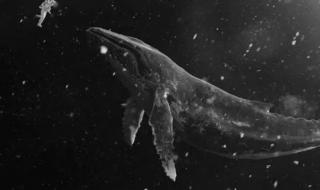 一鲸落万物生完整句