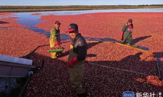 蔓越莓在中国叫什么