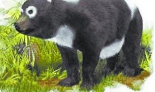 干掉熊猫我就是国宝