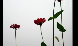 佳能ixus105 佳能ixus105